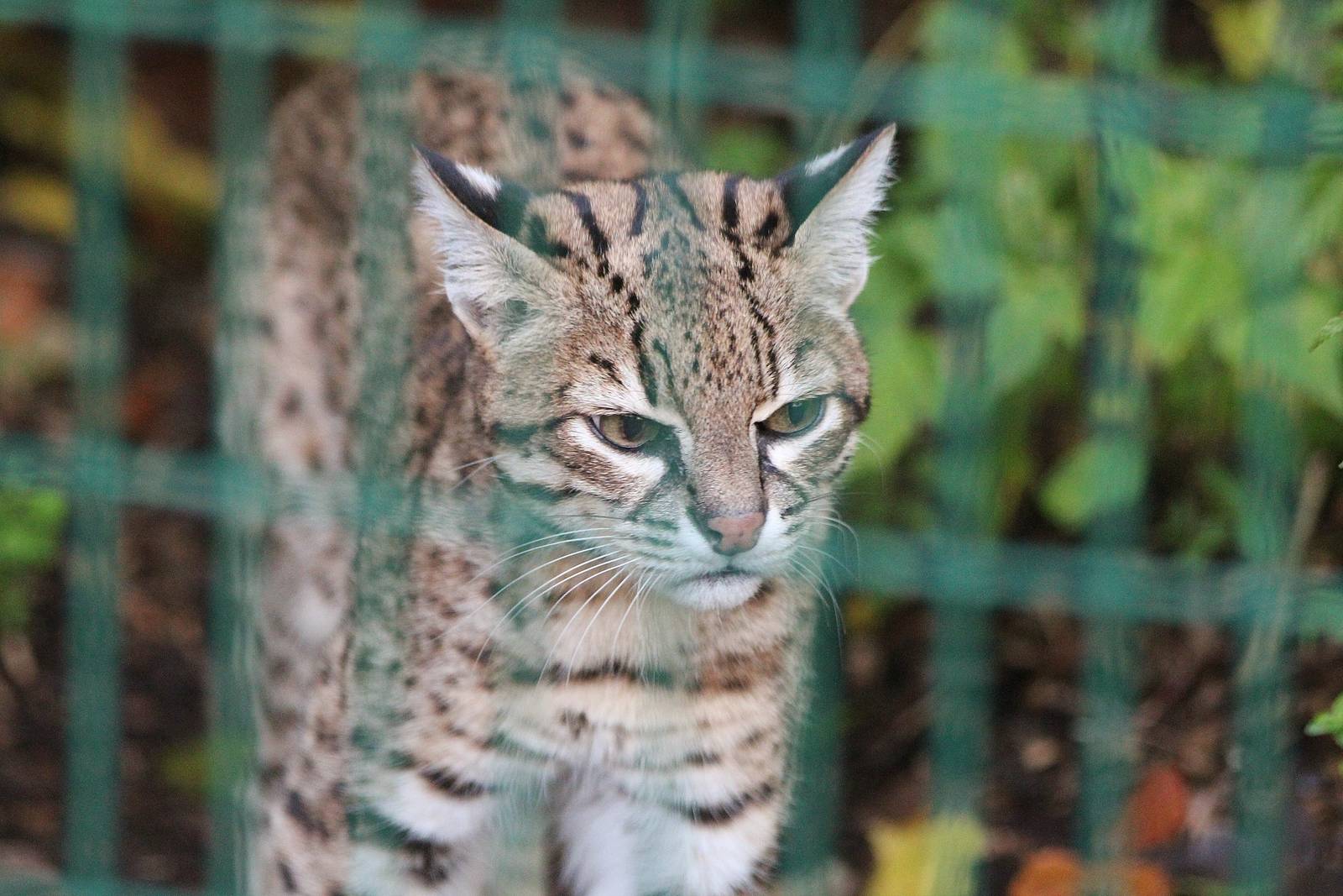 Geoffroy's cat
