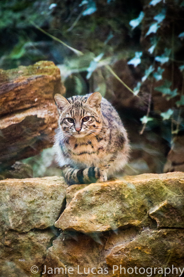 Geoffroy's Cat