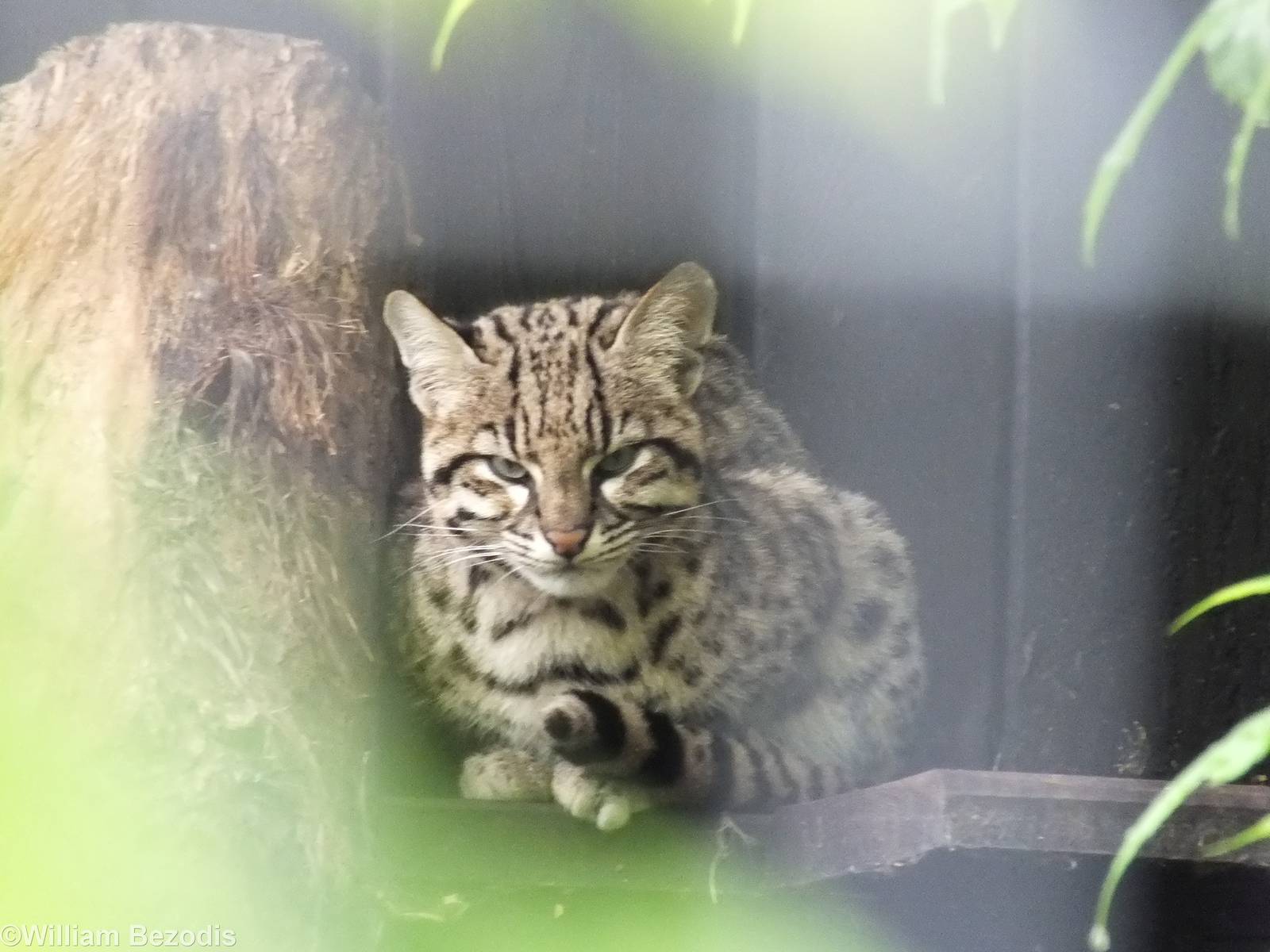 Geoffroy's Cat