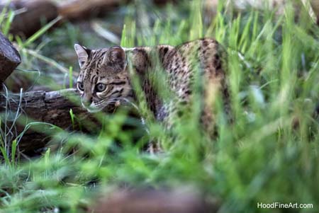 geoffroys cat