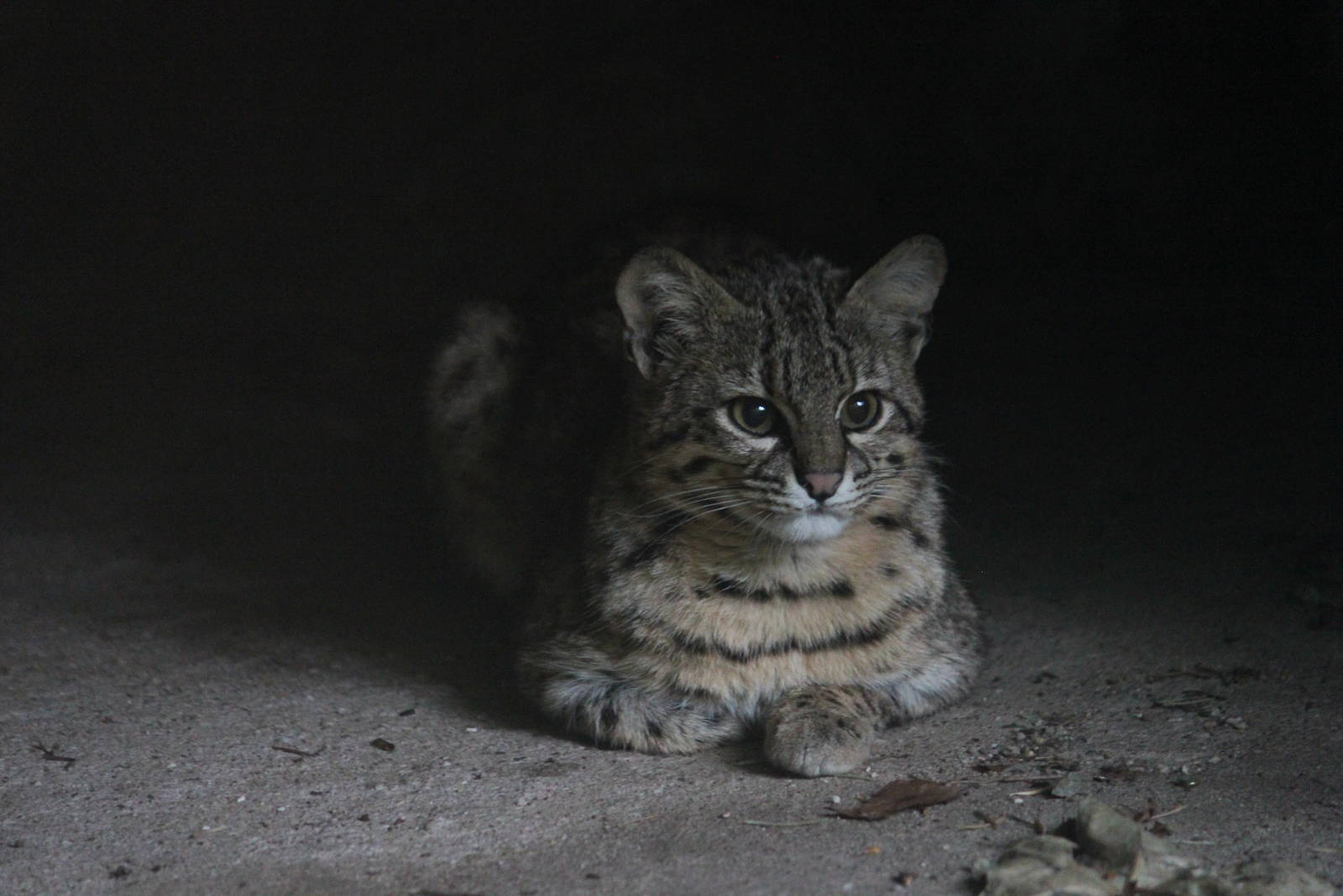 Geoffroy's cat