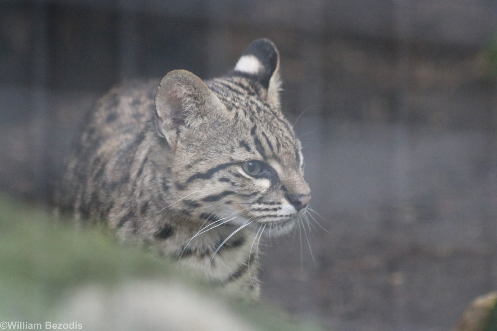 Geoffroy's Cat