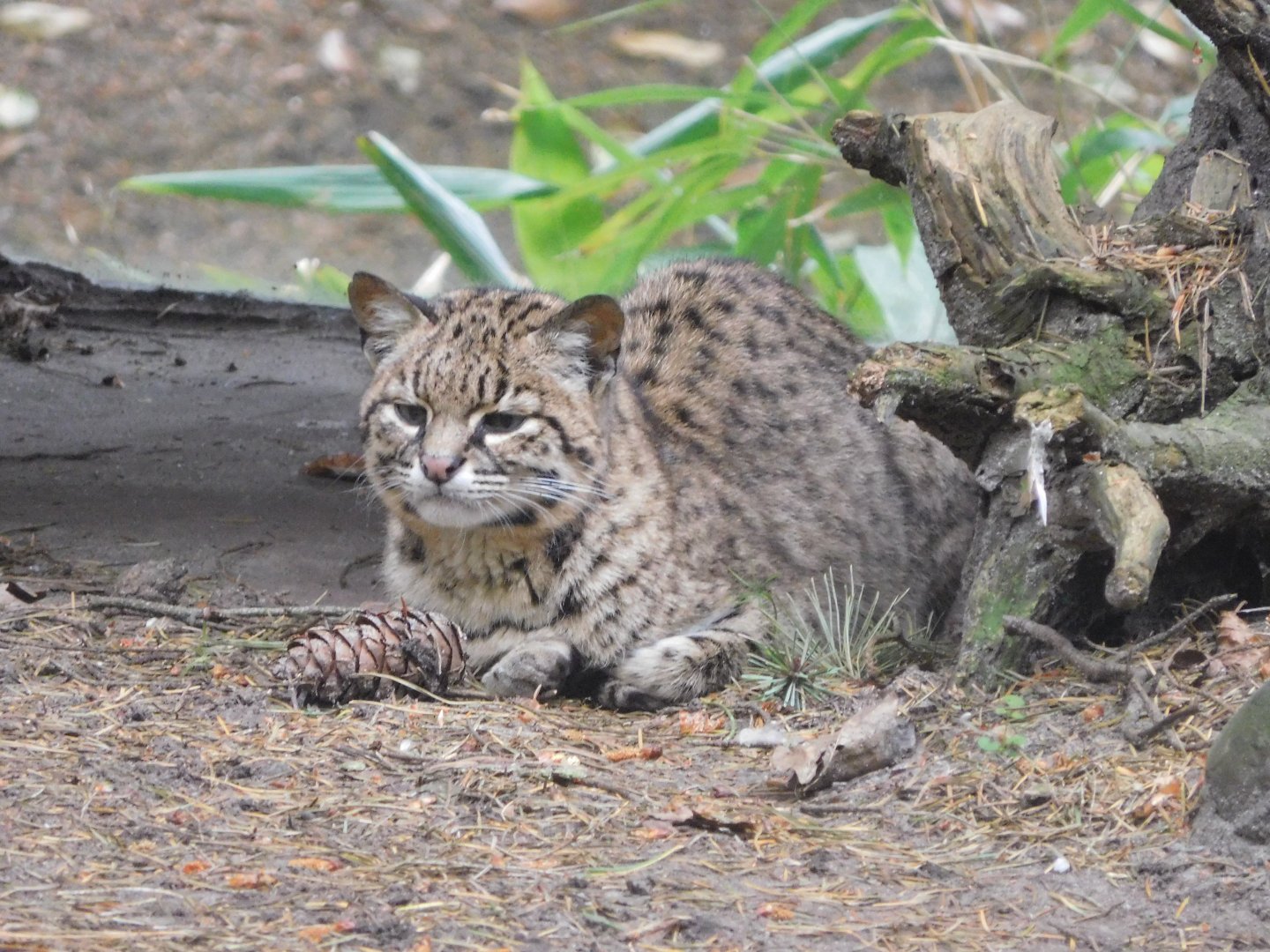 Geoffroy's Cat