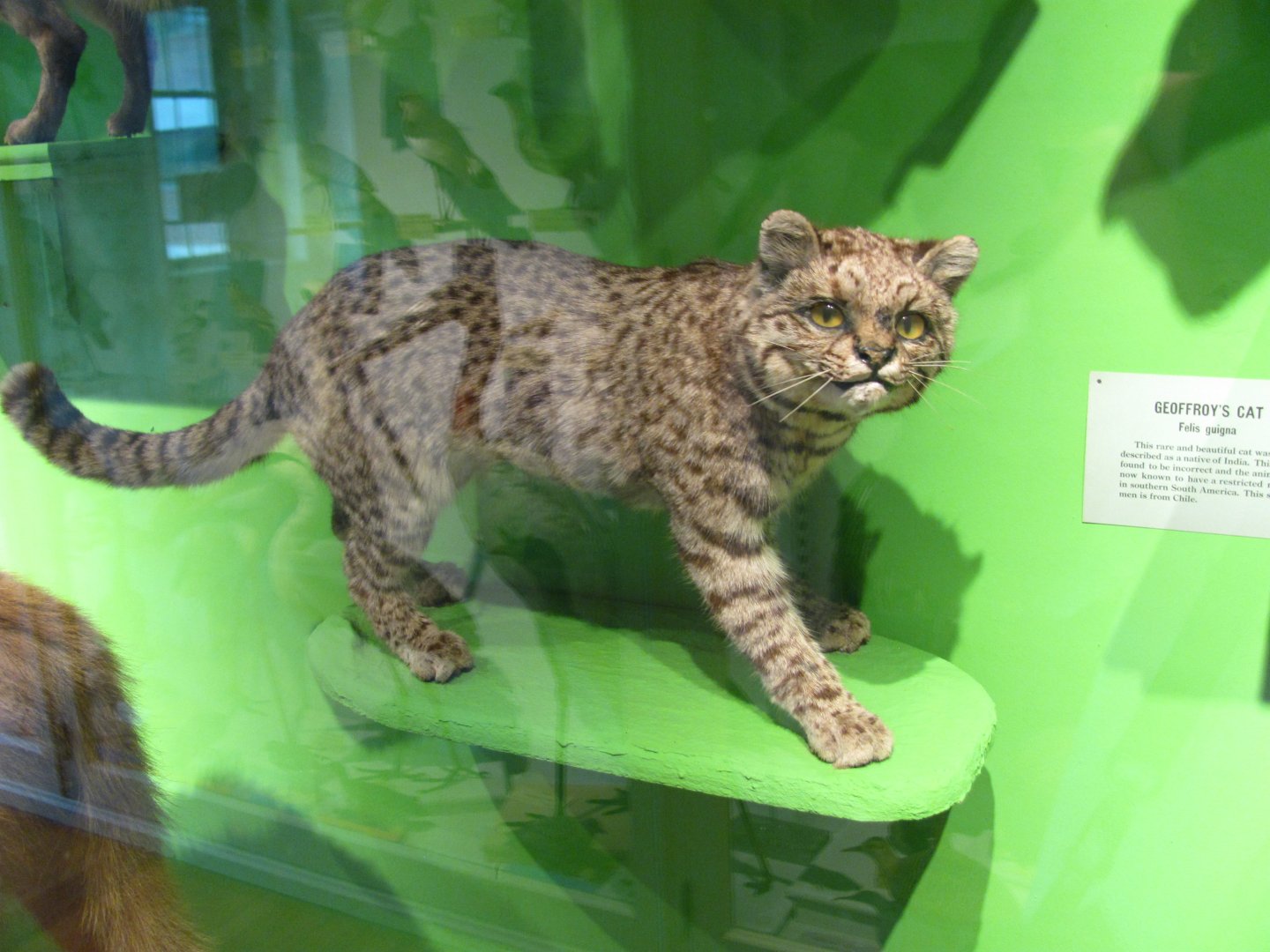 Geoffroy's Cat