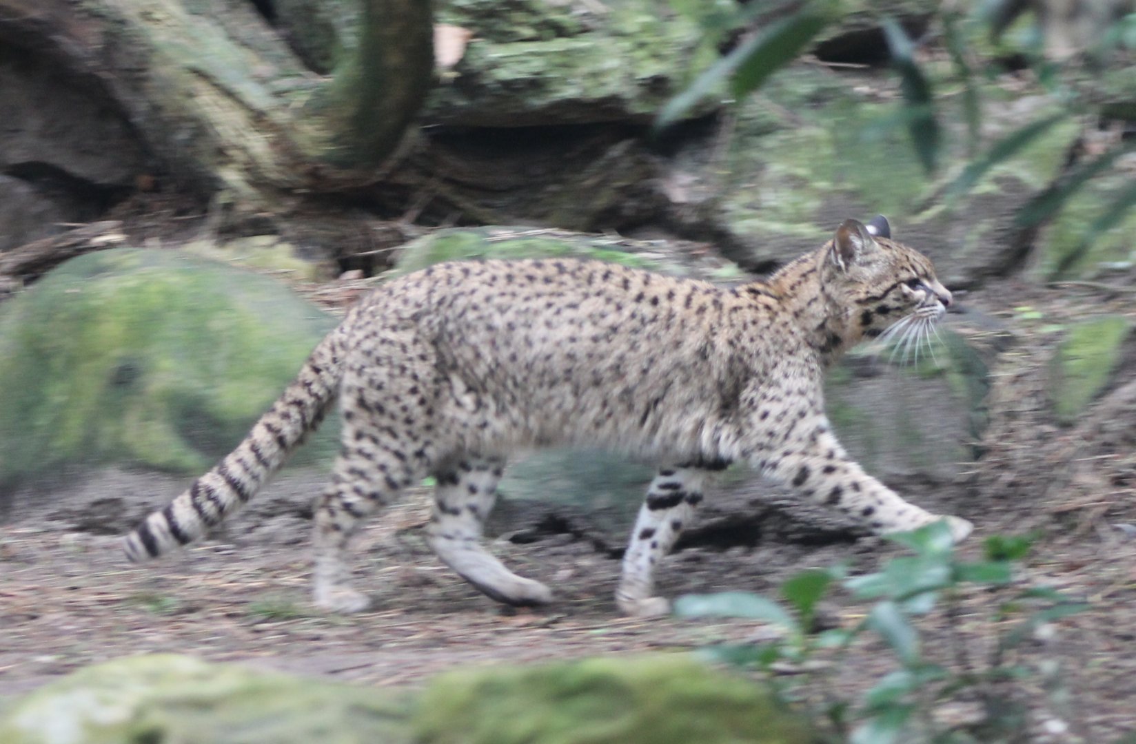 Geoffroy's cat