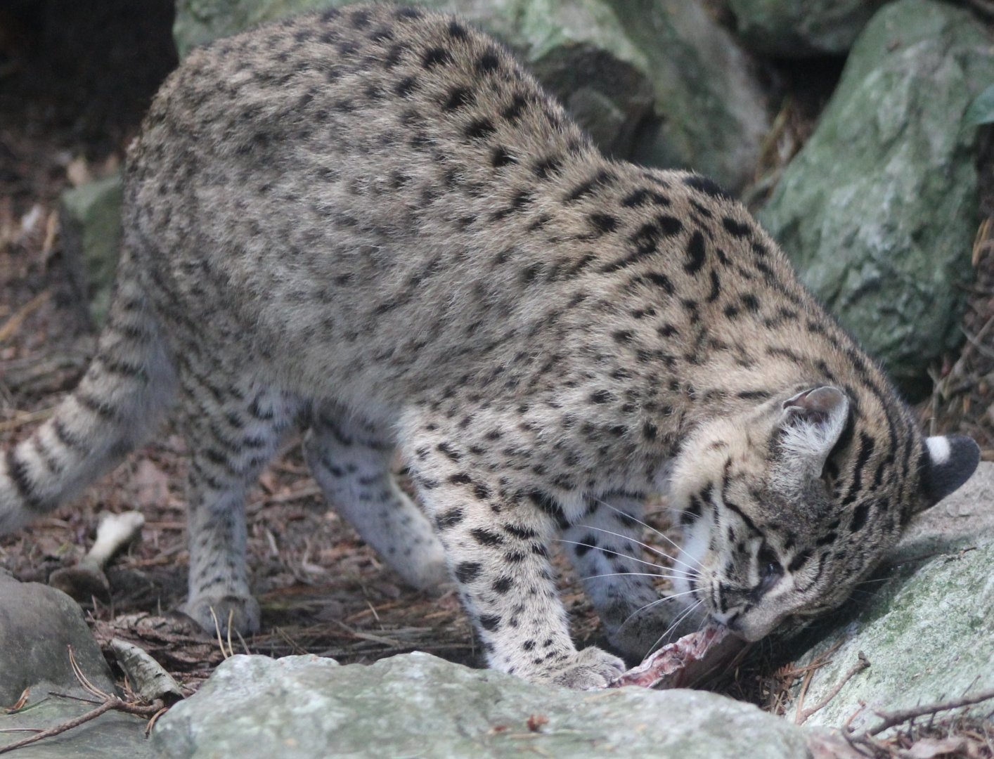 Geoffroy's cat