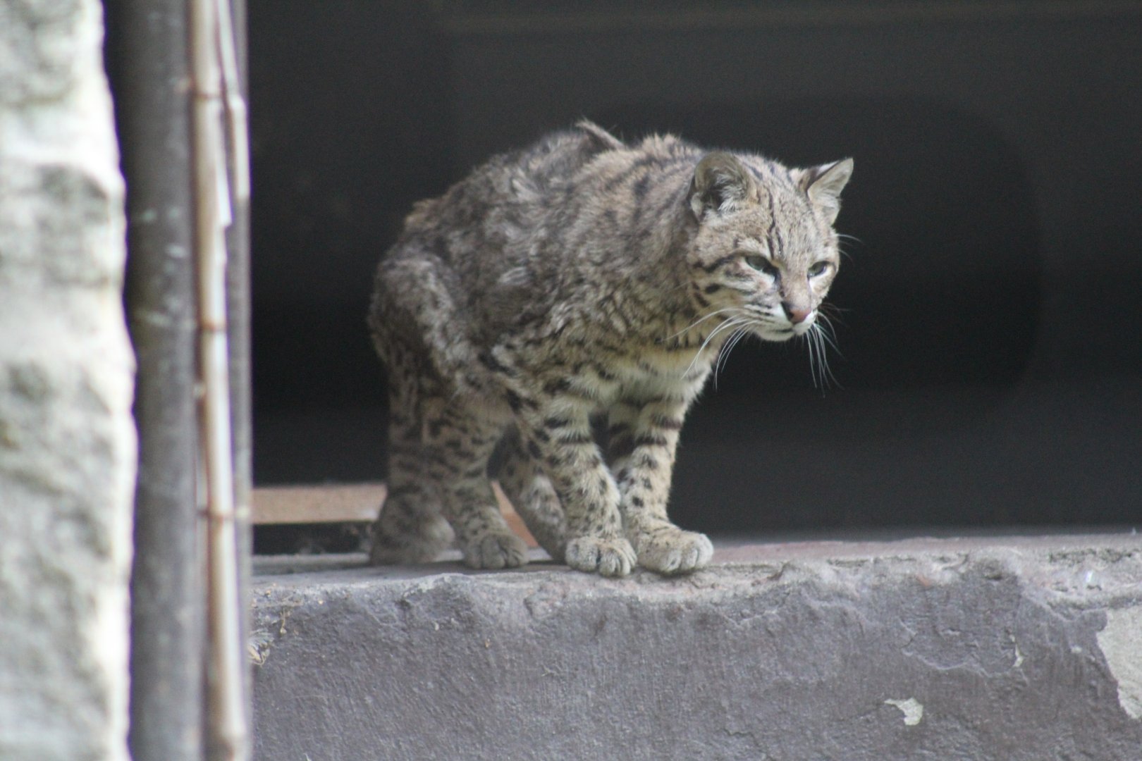 Geoffroy's Cat
