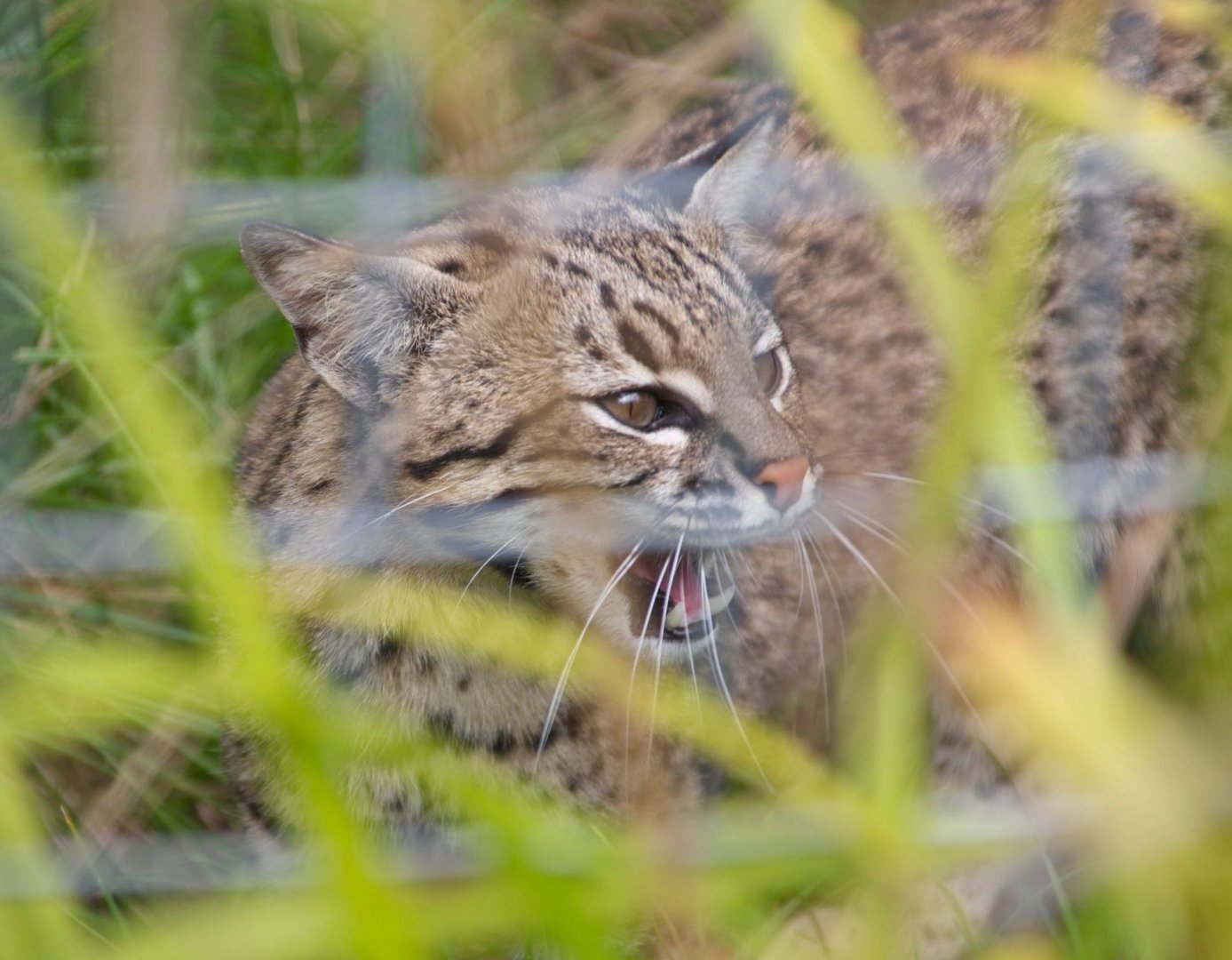 Geoffroy's cat