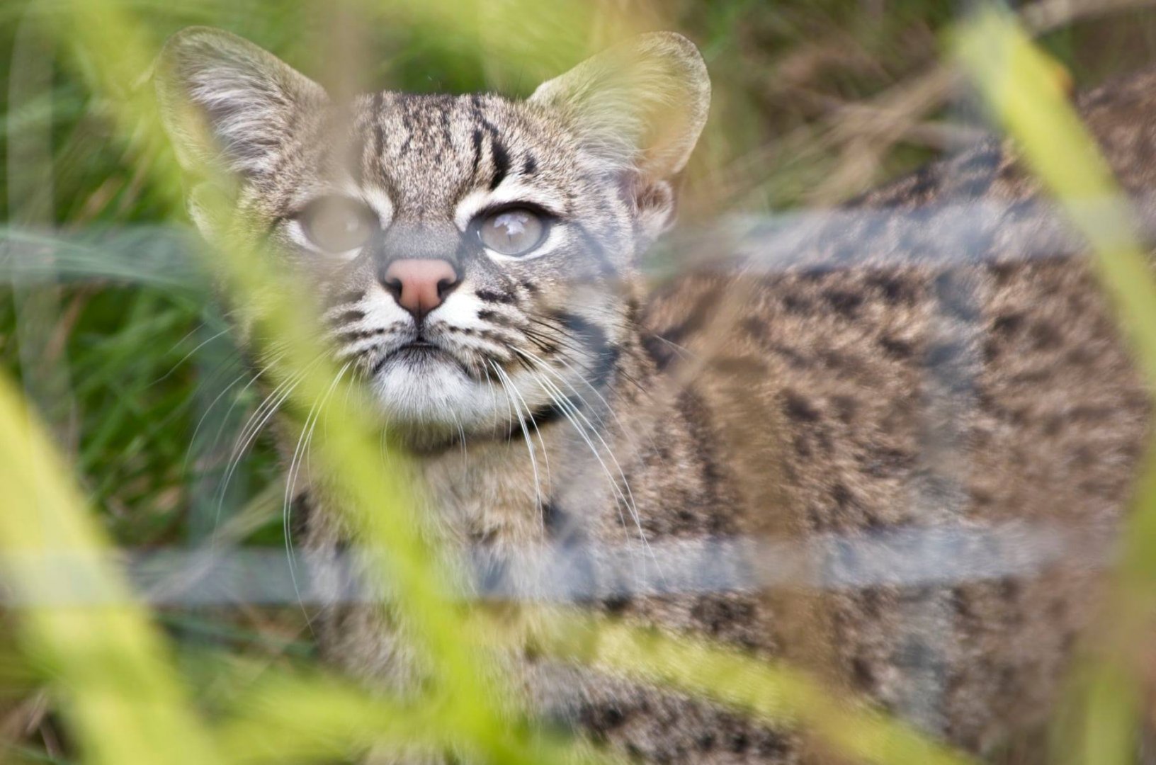 Geoffroy's Cat