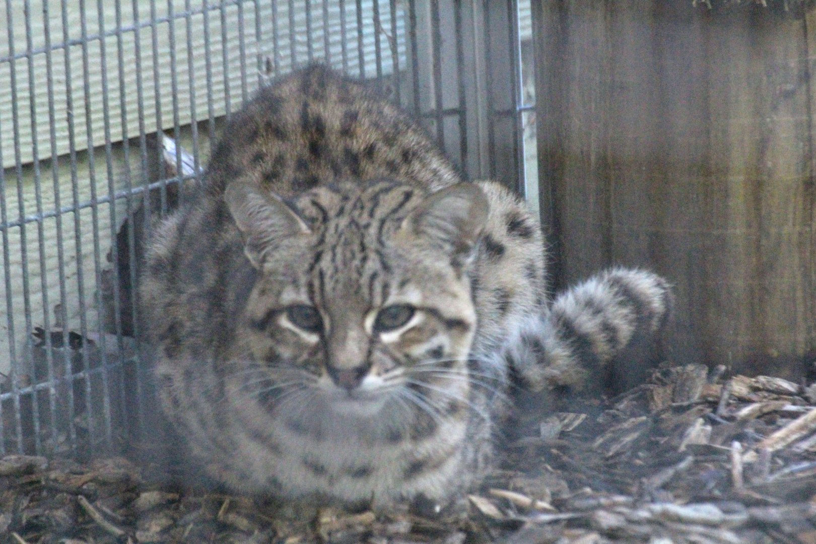 Geoffroy's Cat