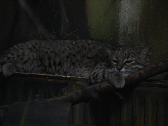 Geoffroy's cat