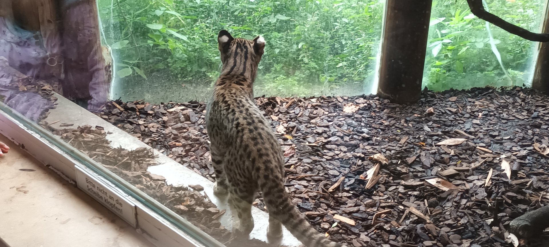 Geoffroys Cat