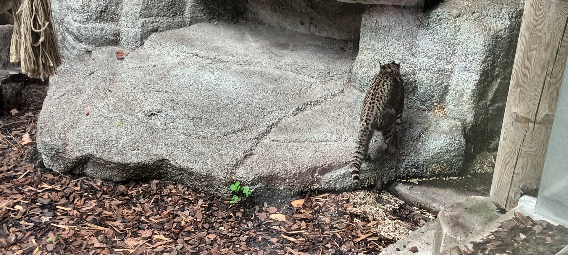 Geoffroys Cat