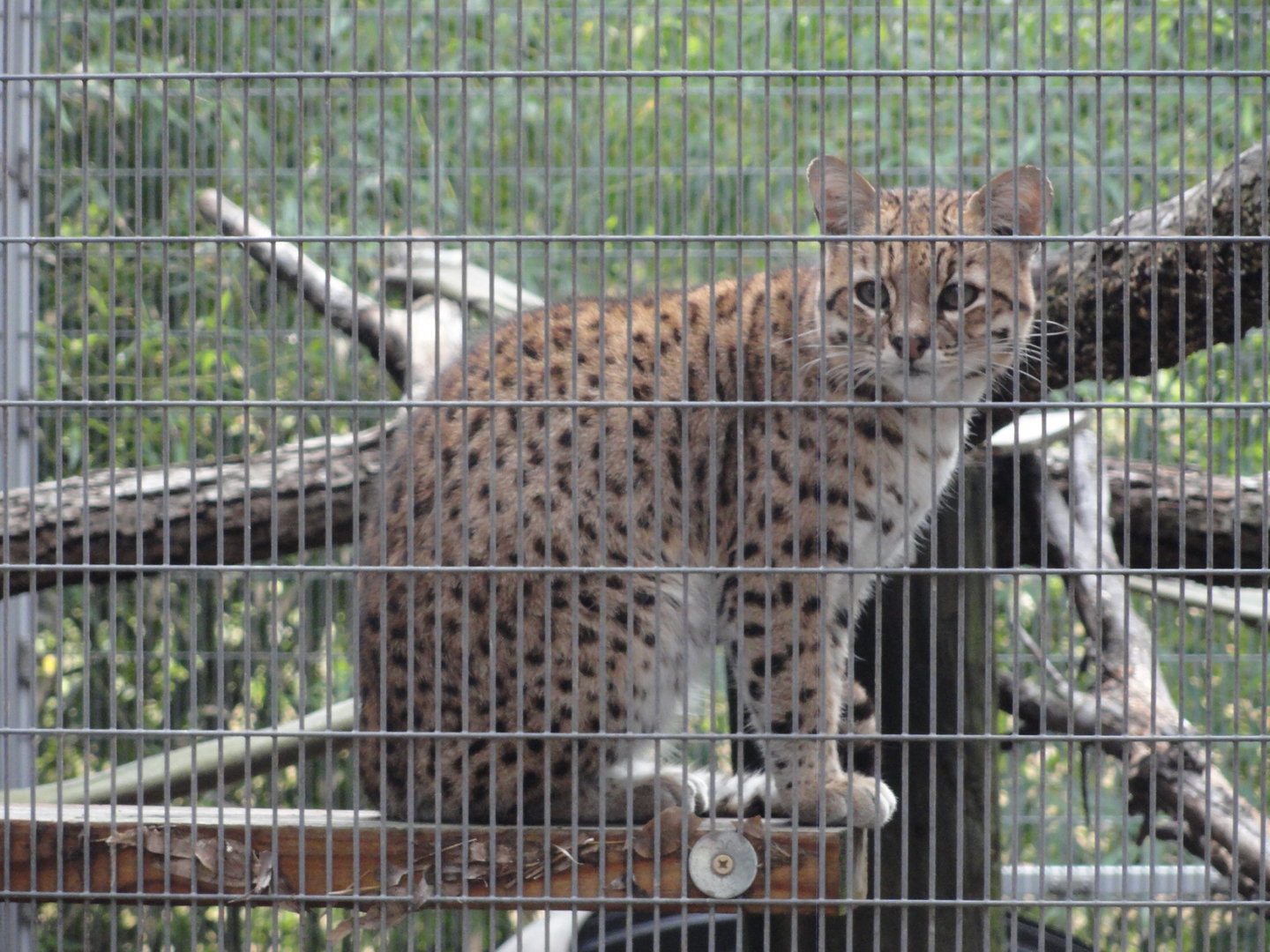 Geoffroy's Cat