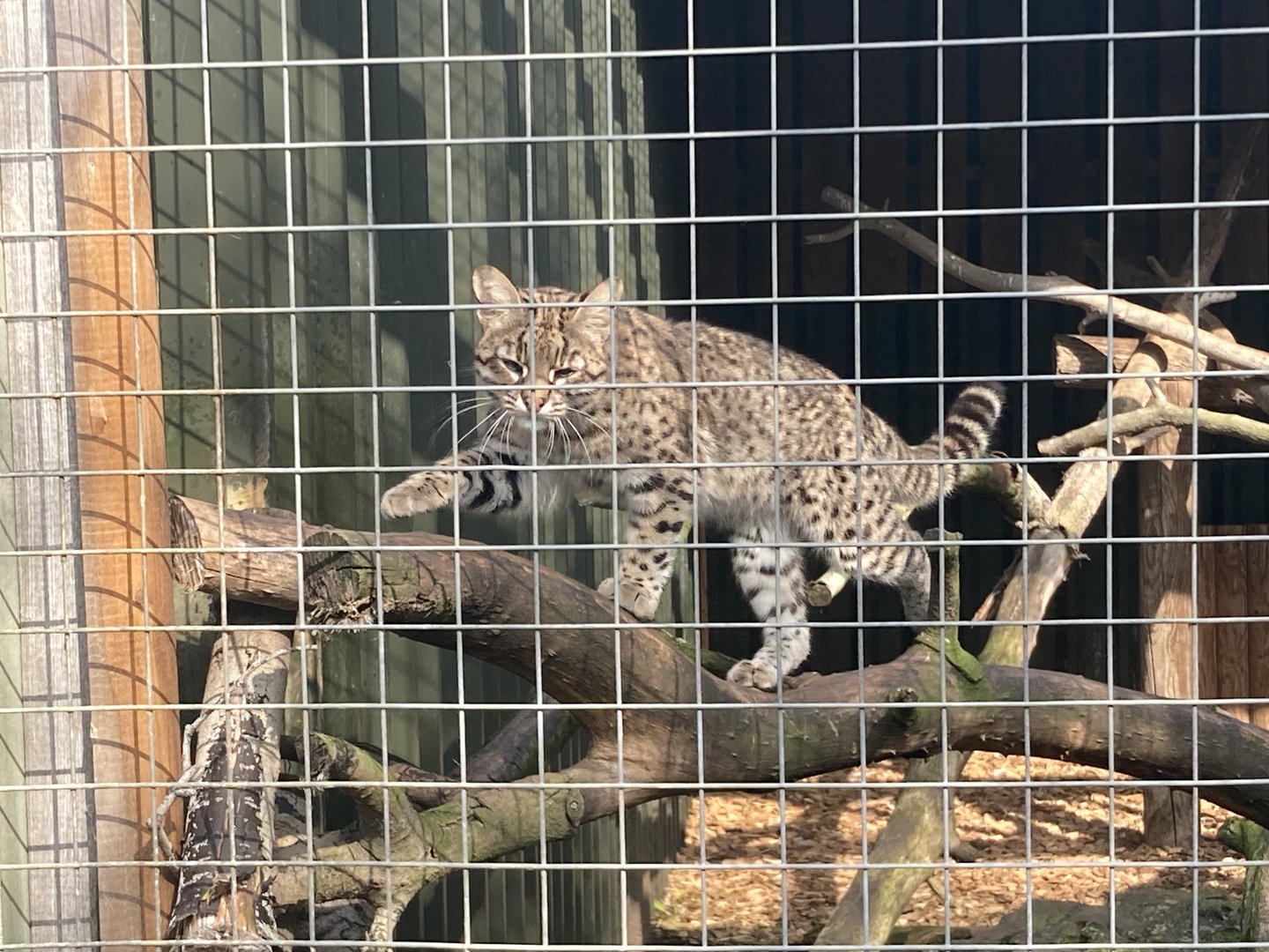 Geoffroy's cat