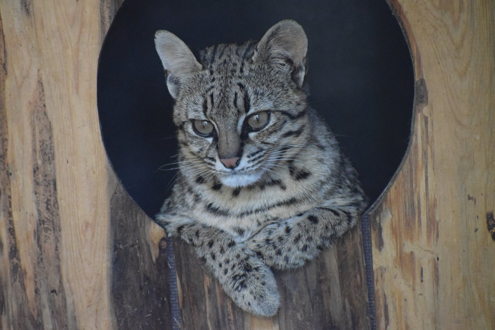 Geoffroy's cat