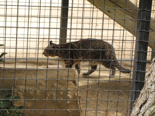 Geoffroy's Cat