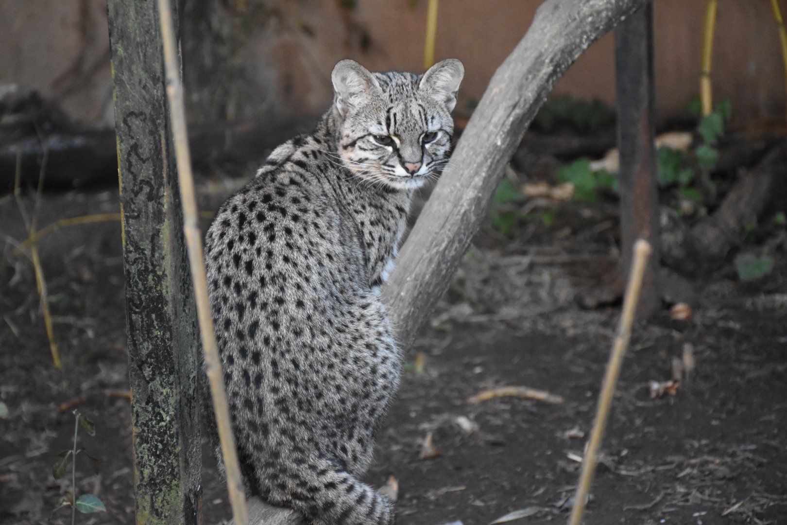 Geoffroy's cat