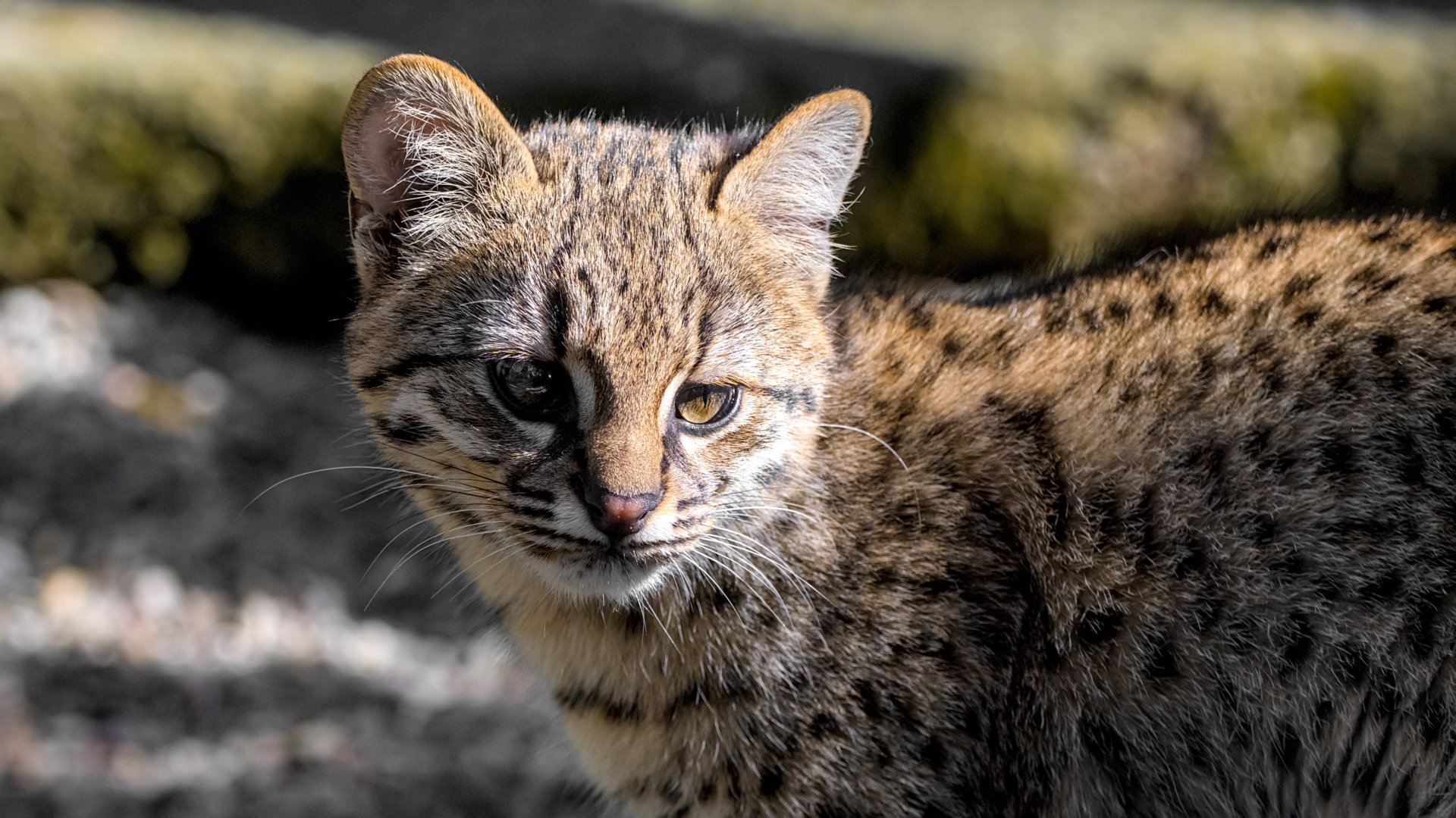 Geoffroy's cat