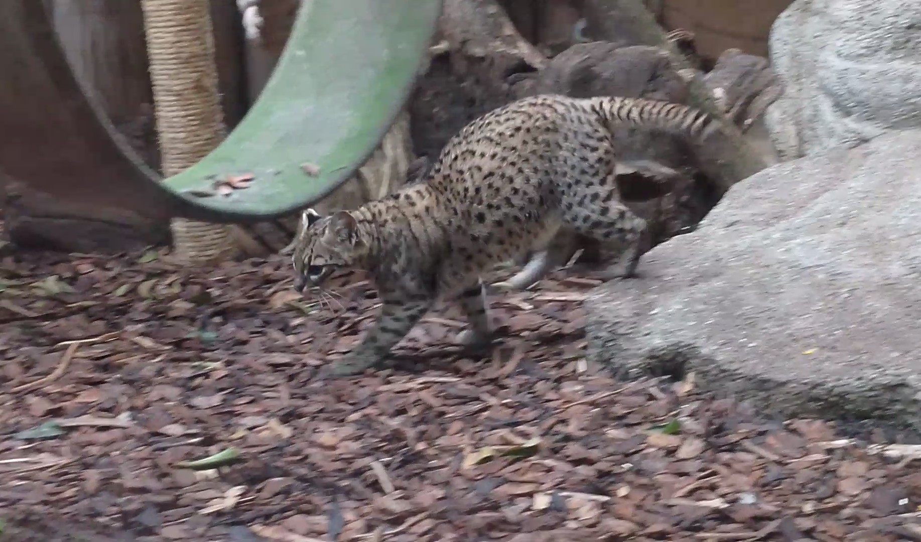 Geoffroy's cat