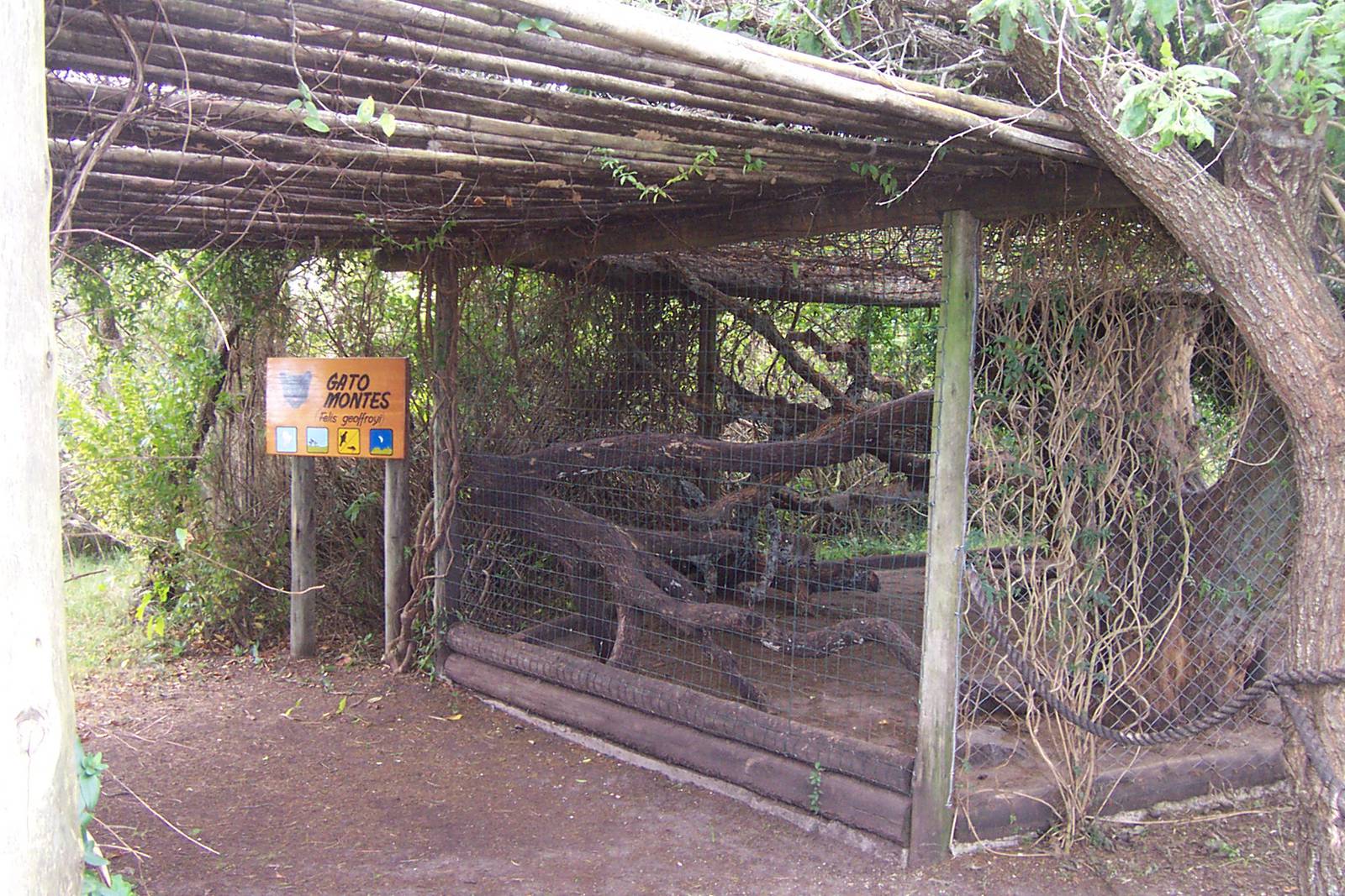 Geoffroy's Cats Exhibit