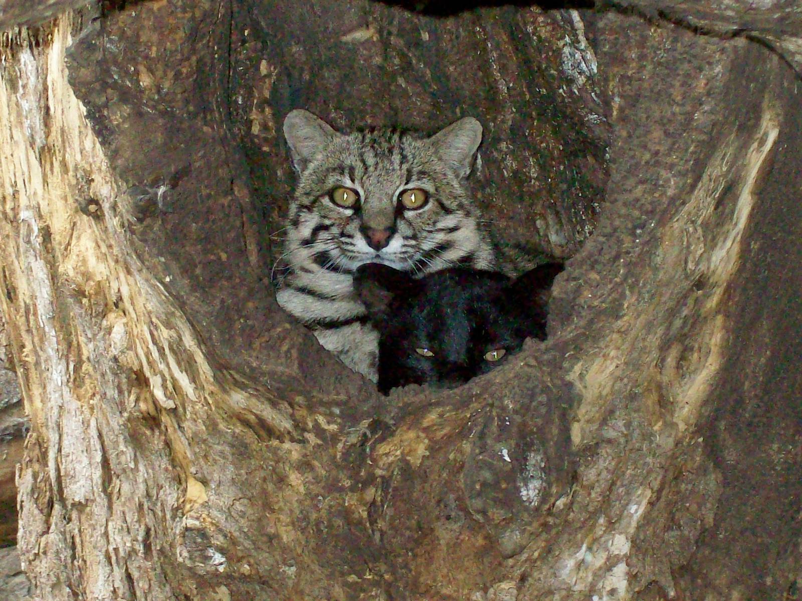 Geoffroy's Cats
