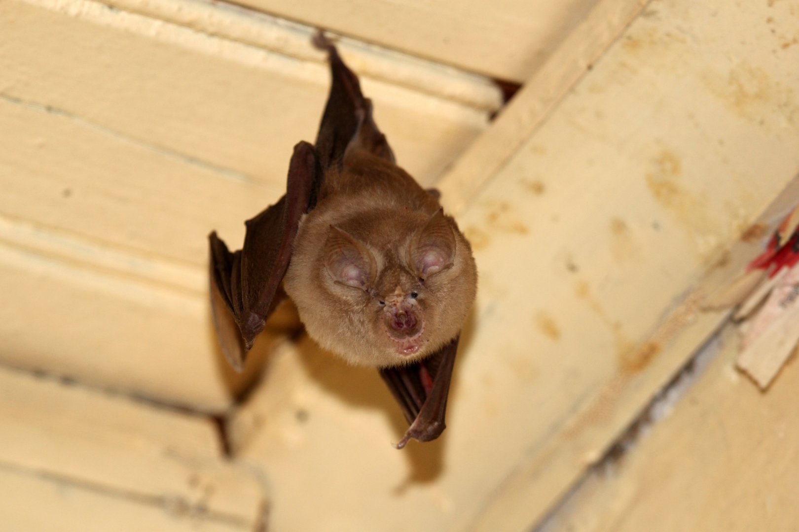Geoffroy’s Horseshoe Bat (Rhinolophus clivosus)