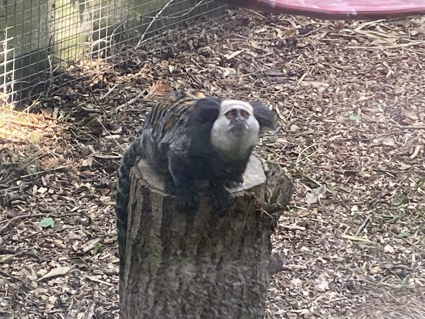 Geoffroy’s marmoset 060625