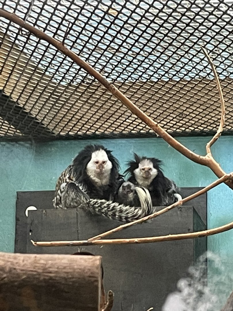 Geoffroy’s Marmoset (12/30/23)