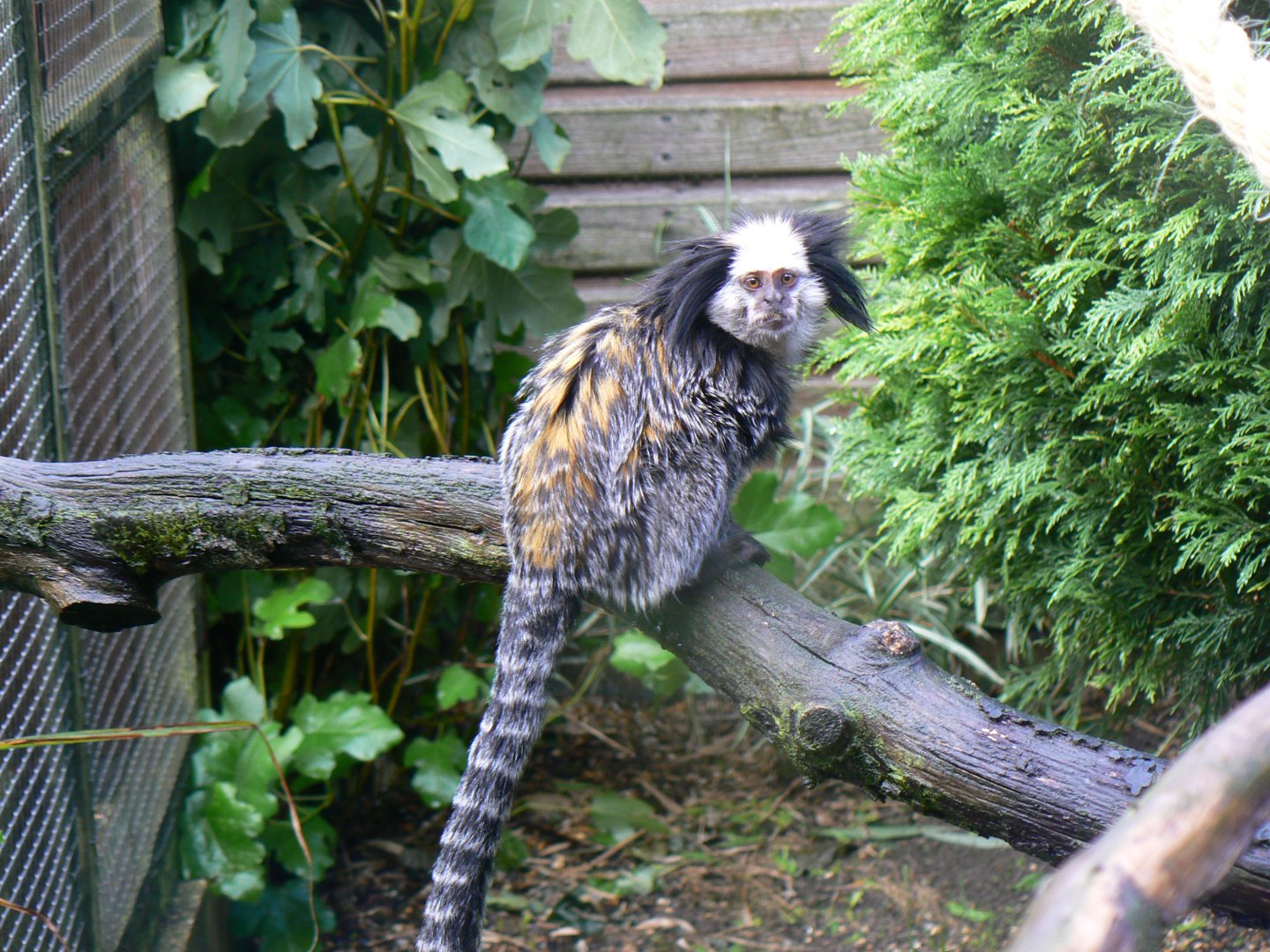 Geoffroy's Marmoset - 16 October 2016