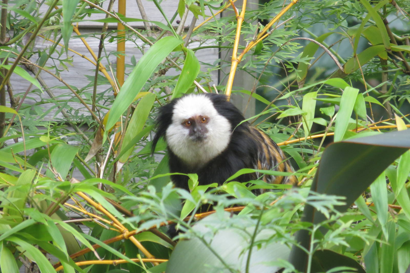 Geoffroys Marmoset 170916