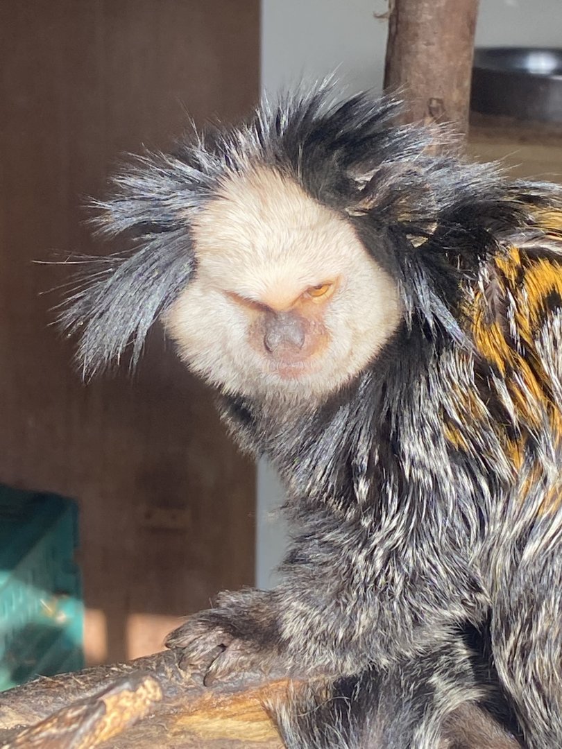 Geoffroy's marmoset 250222