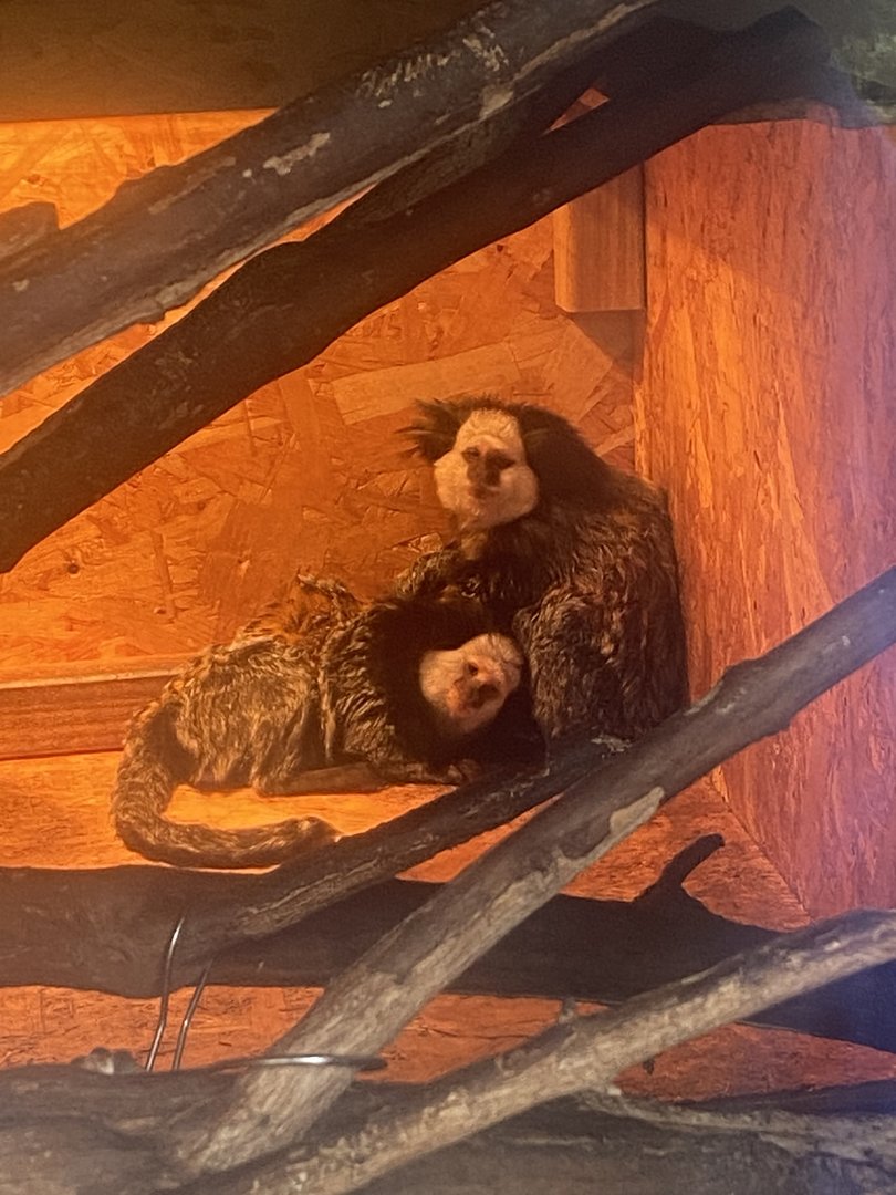 Geoffroy’s marmoset 300623