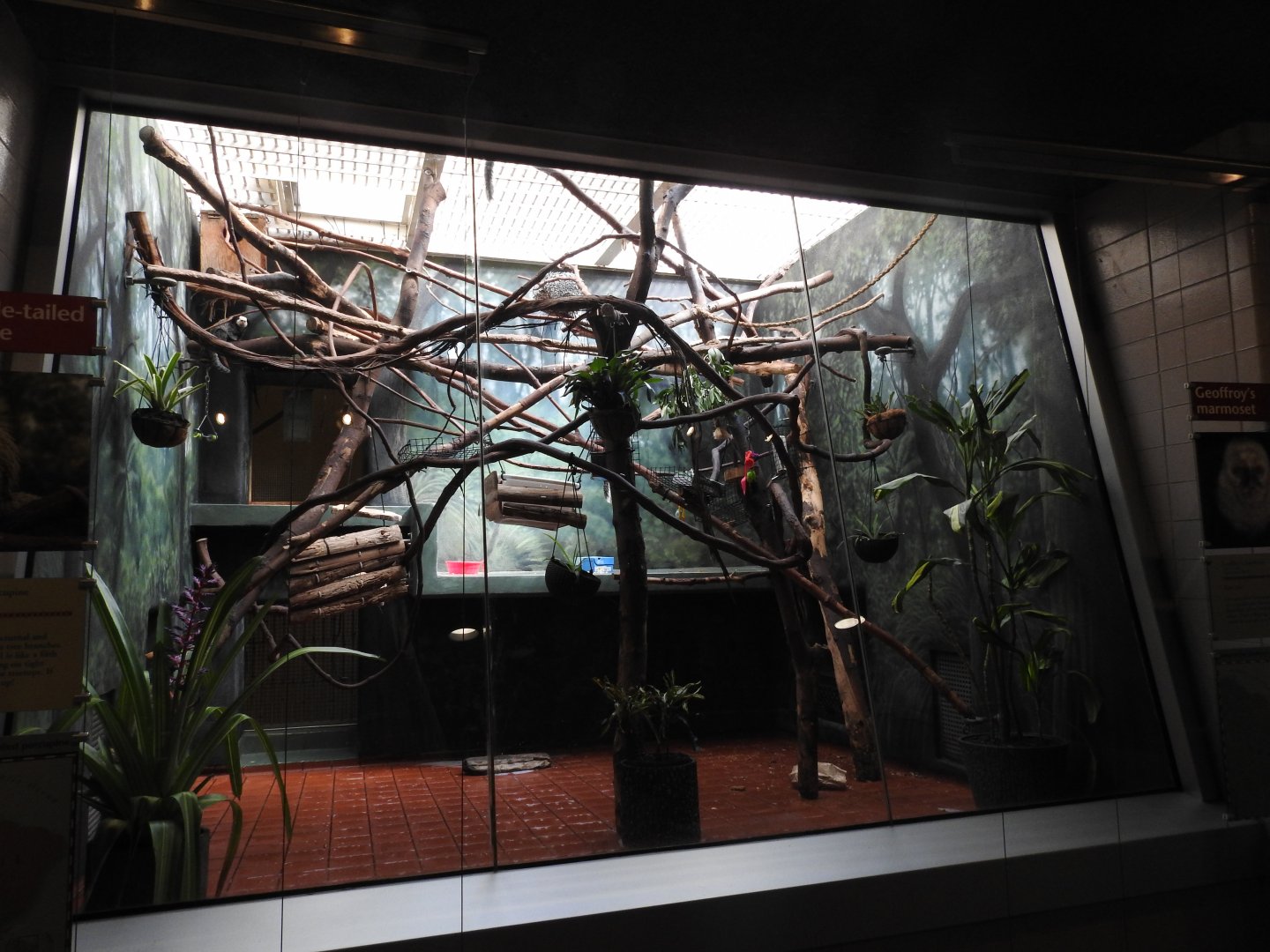 Geoffroy's Marmoset and Prehensile Tailed Porcupine Enclosure