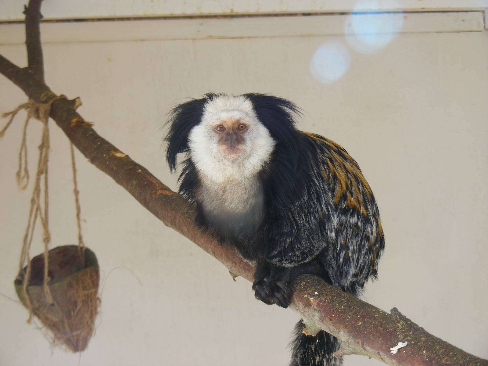 Geoffroy's marmoset at Beale Park, 13th March 2010