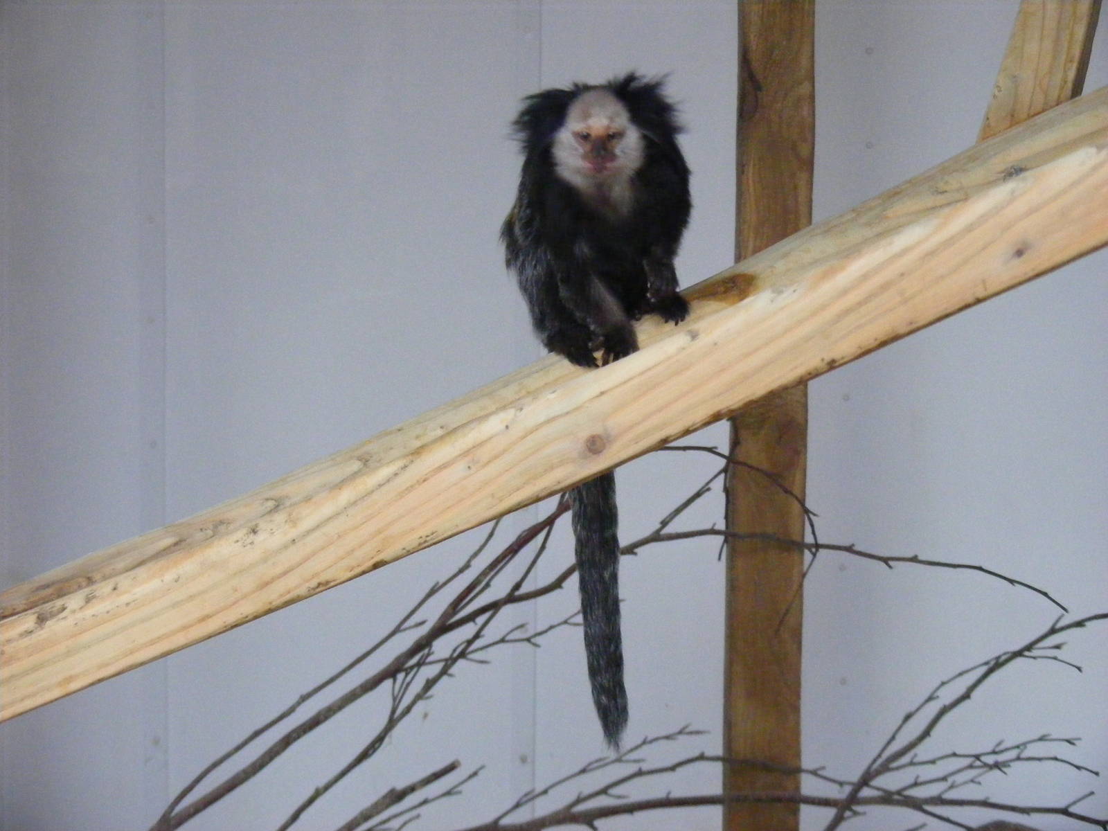 Geoffroy's marmoset at Exmoor Zoo, 29 December 2010