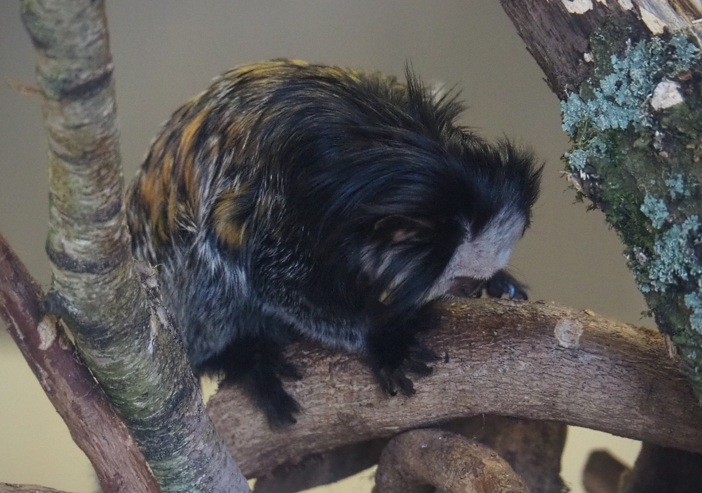 Geoffroy's marmoset (Callithrix geoffroyi), 2020-01-11