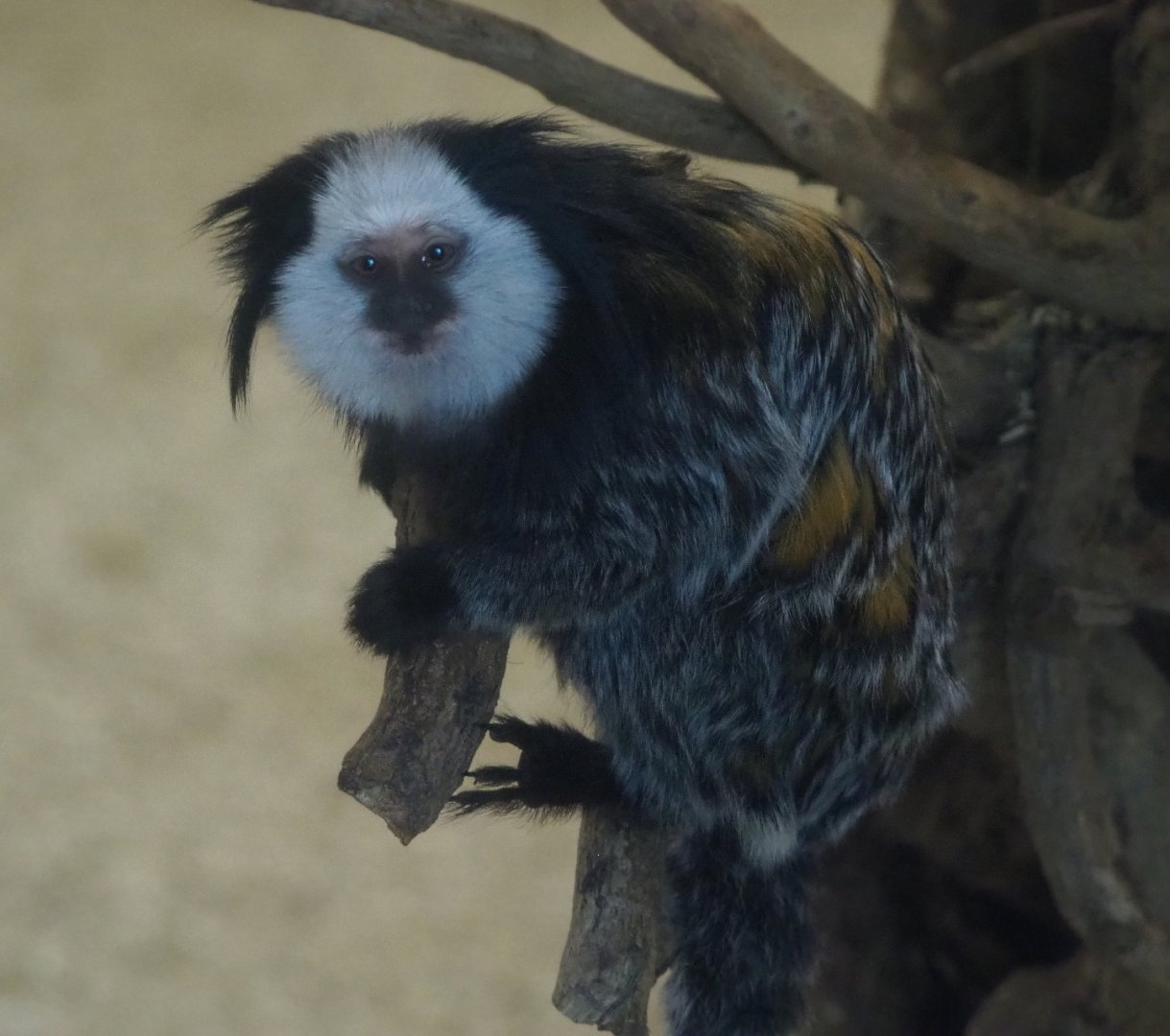 Geoffroy's marmoset (Callithrix geoffroyi), 2020-06-12