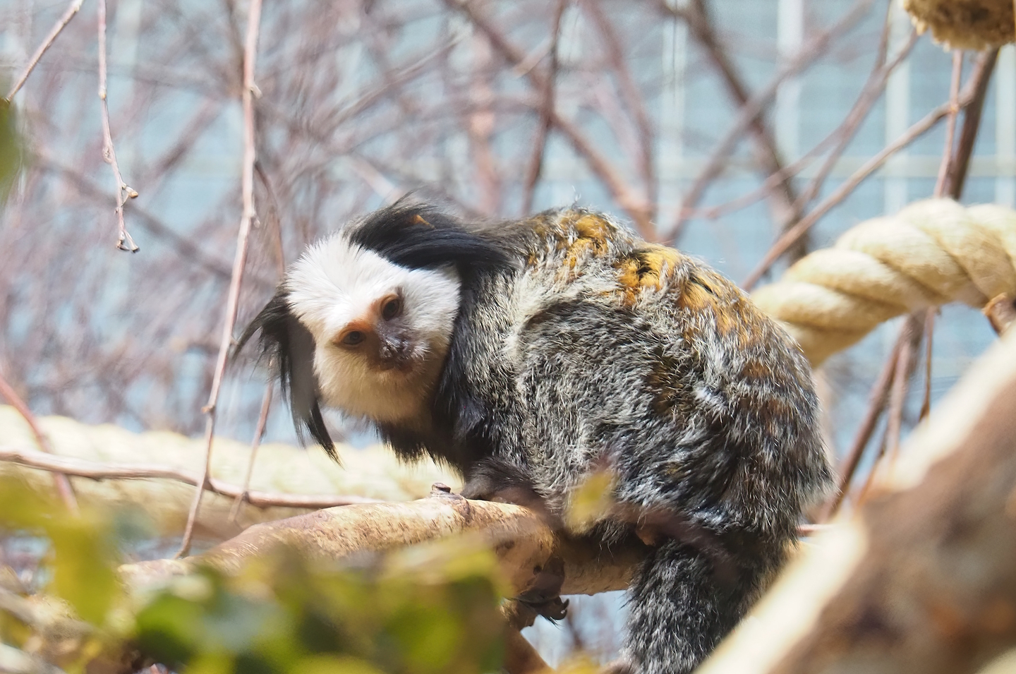 Geoffroy's marmoset (Callithrix geoffroyi), 2023-07-22
