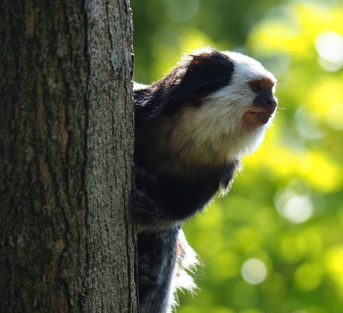 Geoffroy's marmoset (Callithrix geoffroyi), Sep 2nd, 2018