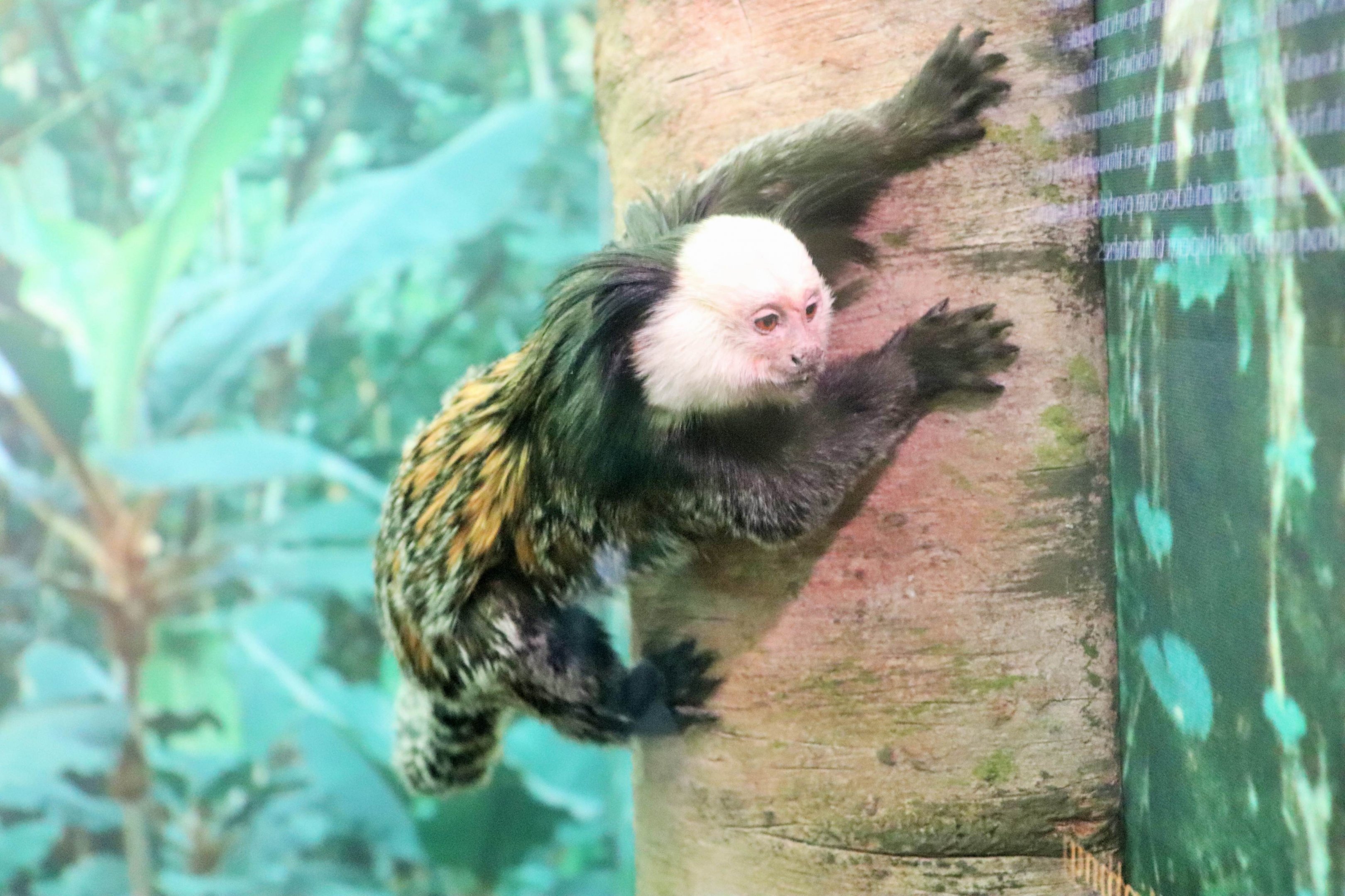 Geoffroy's Marmoset (Callithrix geoffroyi)