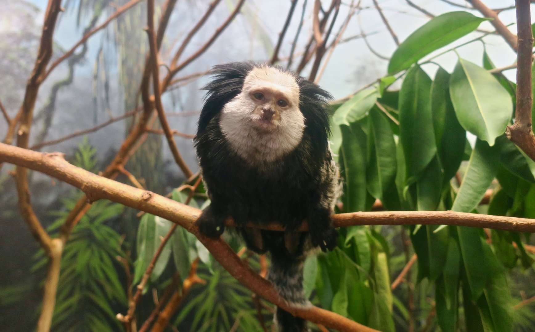 Geoffroy's Marmoset (Callithrix geoffroyi)