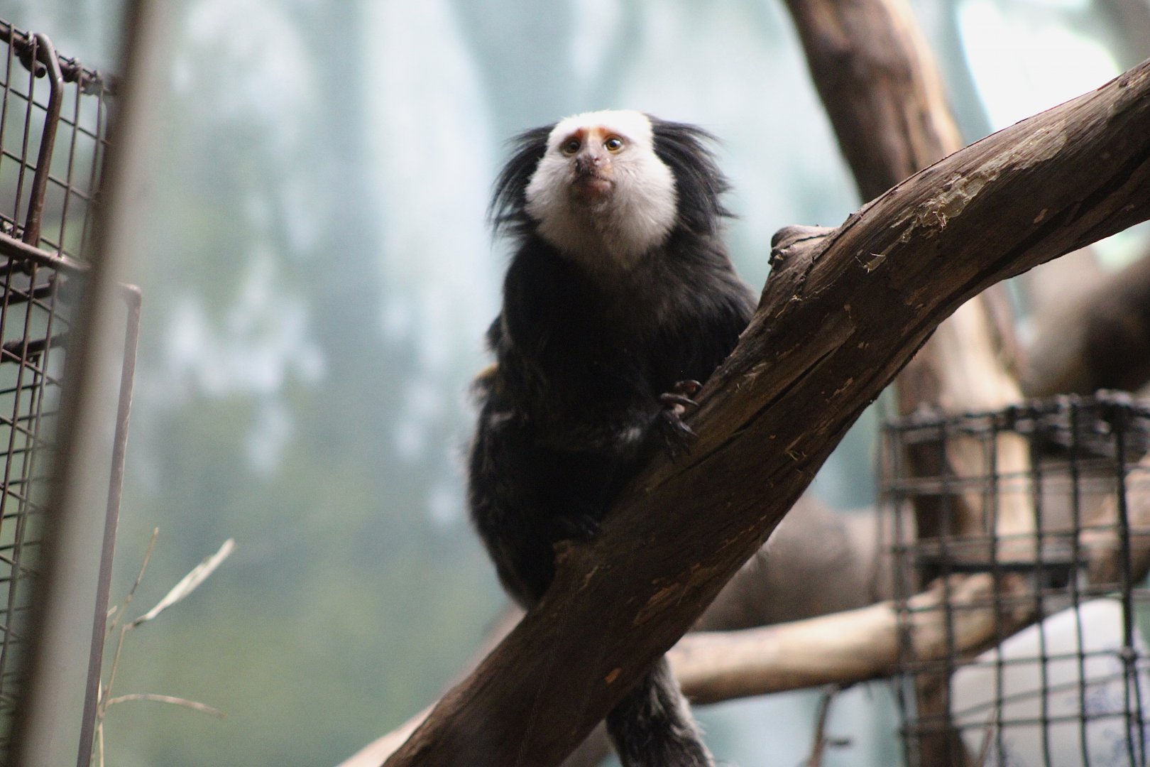 Geoffroy’s Marmoset (Callithrix geoffroyi)