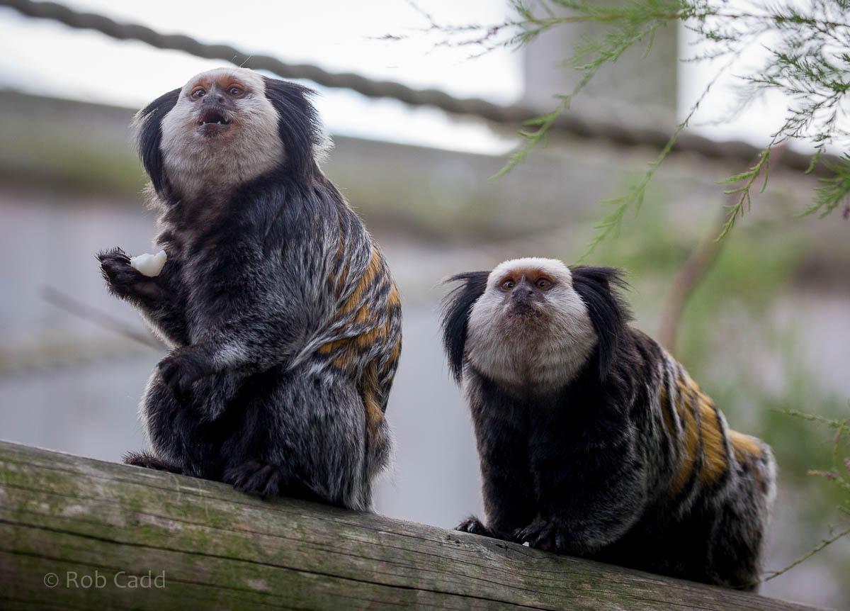 Geoffroys marmoset : Colchester : 19 Sep 2015