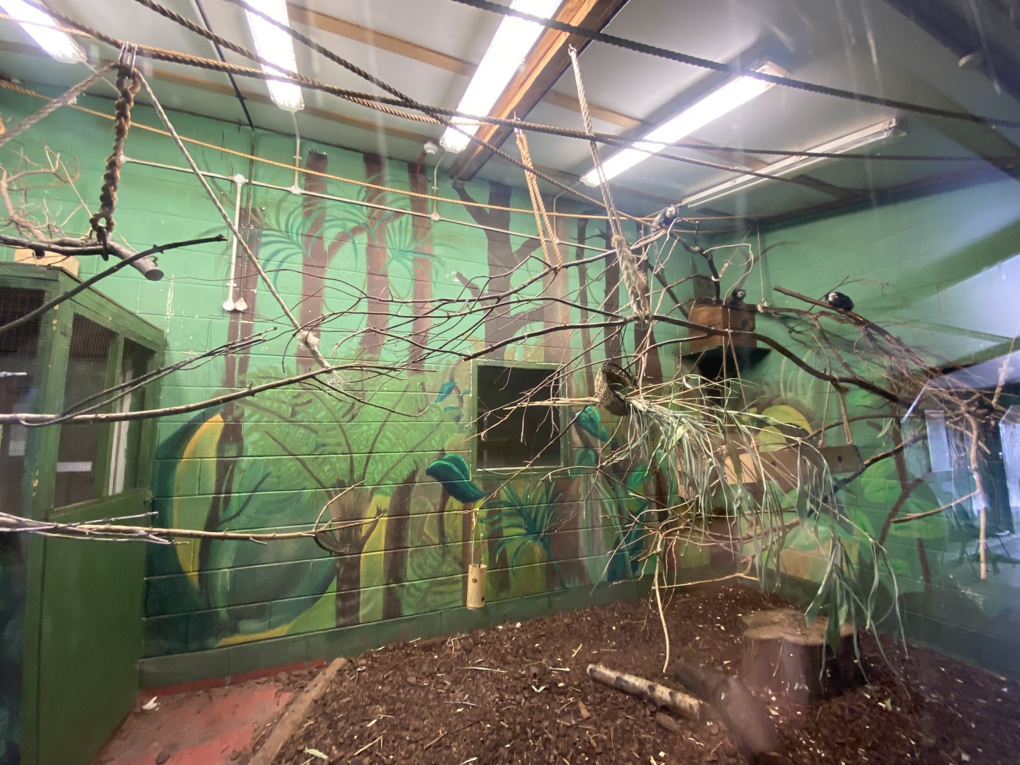 Geoffroy's marmoset enclosure 231022