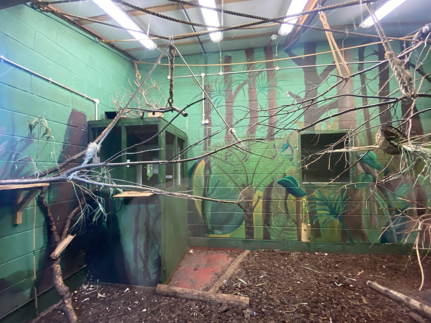Geoffroy's marmoset enclosure 231022