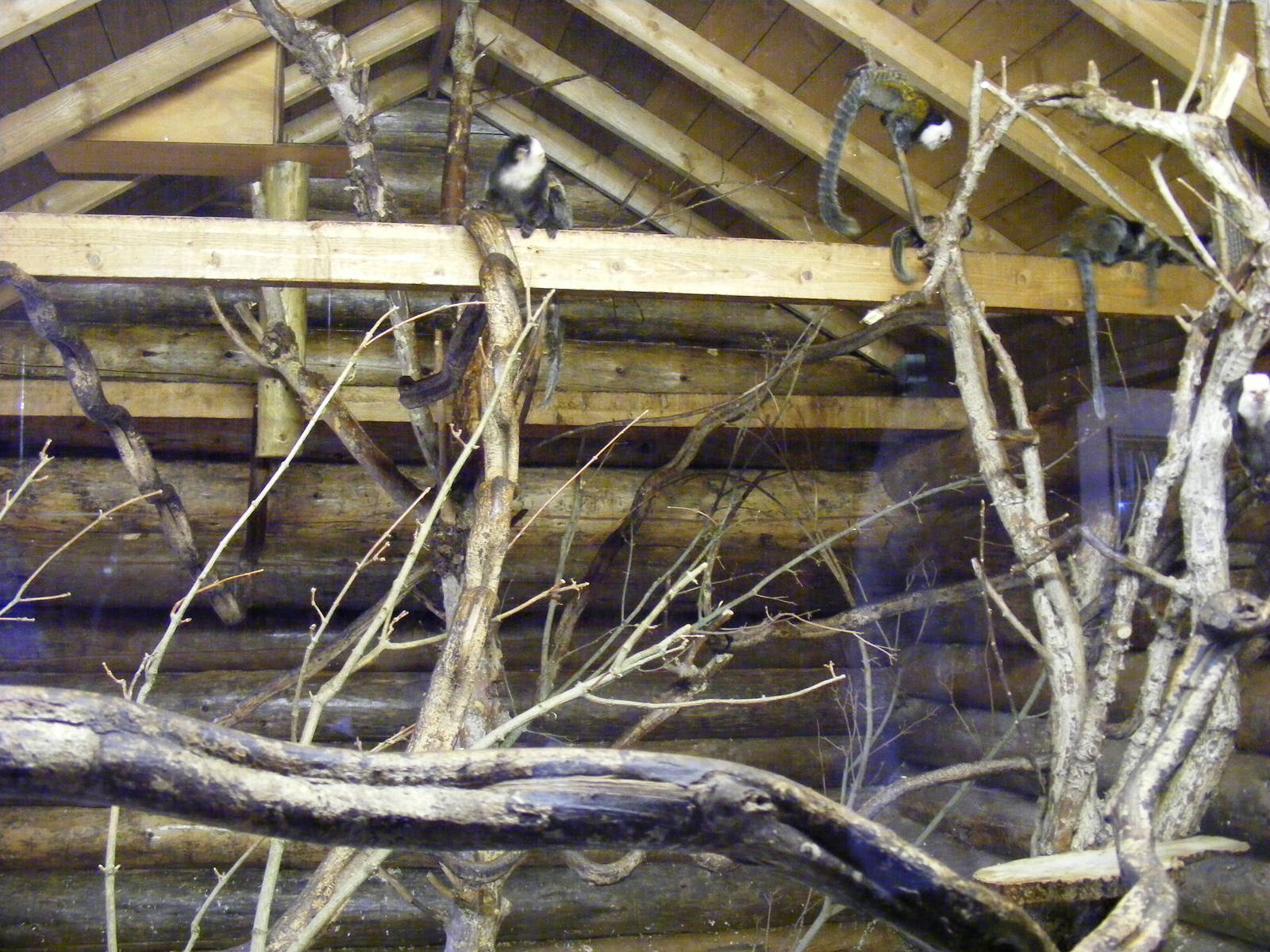 Geoffroy's marmoset enclosure at Drusillas Park, 23 May 2009