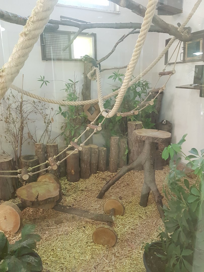 Geoffroys marmoset enclosure