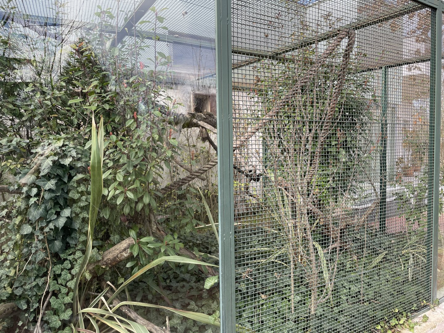 geoffroy's marmoset enclosure