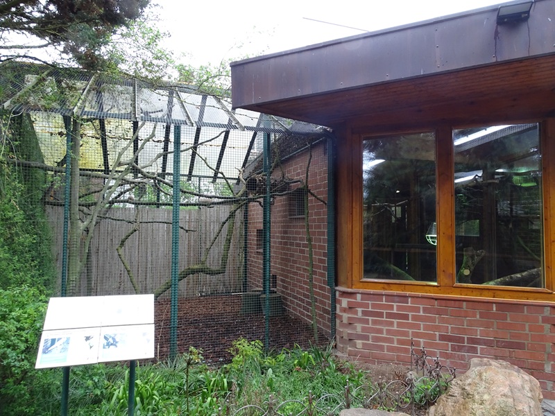 Geoffroys marmoset enclosure